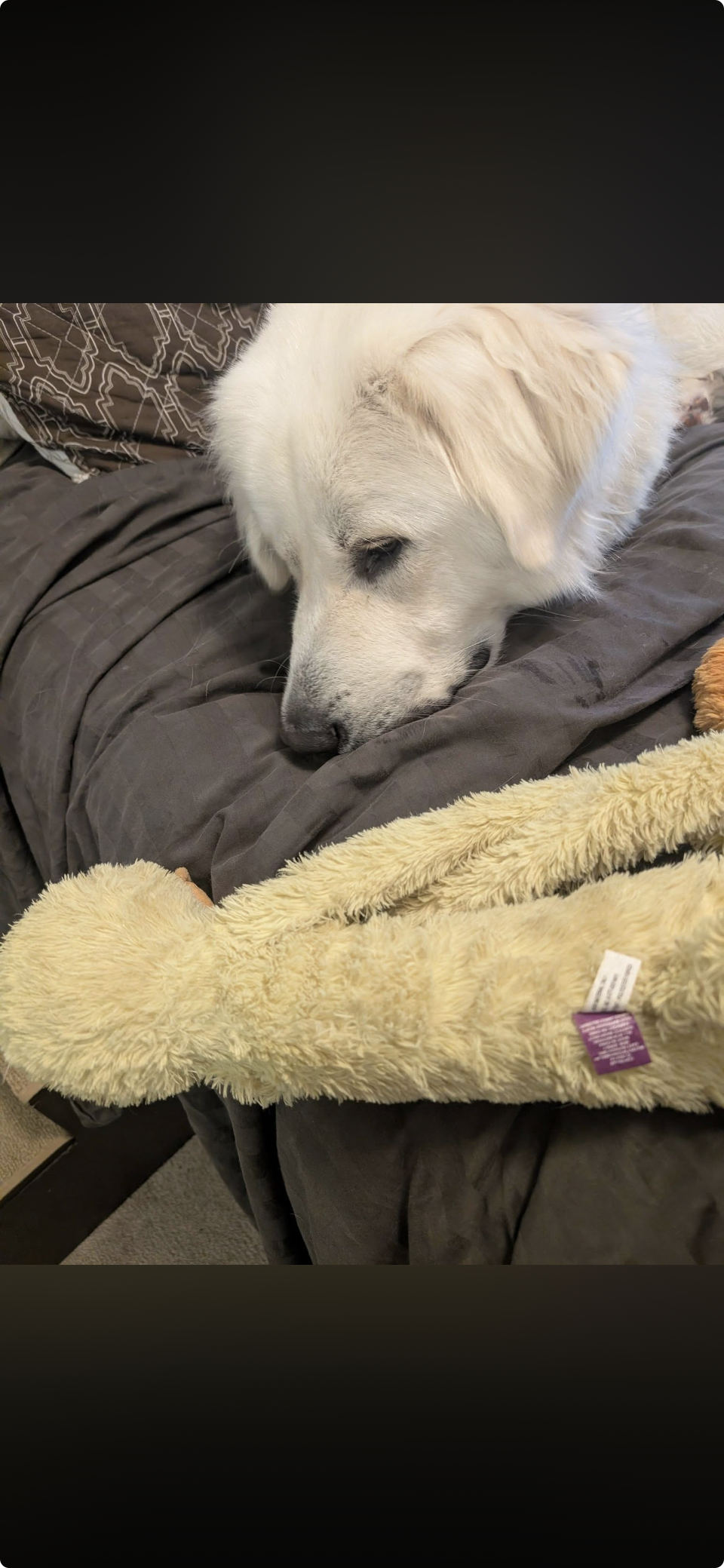 JJ Bear
